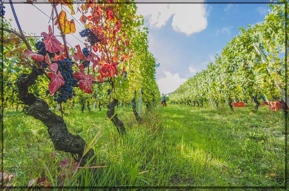 2016: A BALANCED AND LATE VINTAGE - Montaribaldi - Azienda agricola in Barbaresco