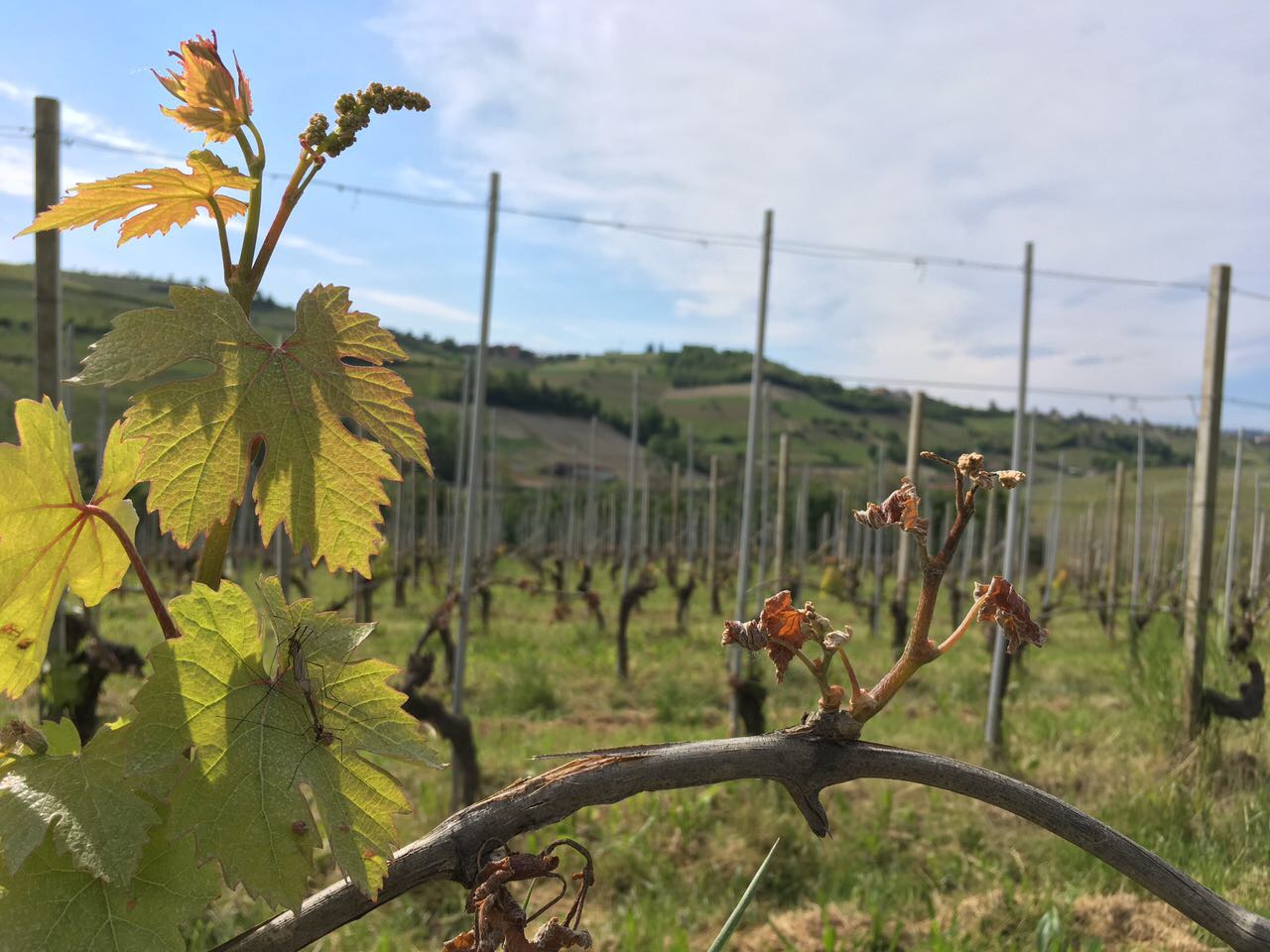 Hail and Frost - Montaribaldi - Azienda agricola in Barbaresco