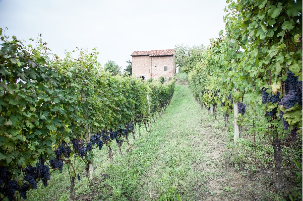 2019: A COLD AND DRY VINTAGE - Montaribaldi - Azienda agricola in Barbaresco