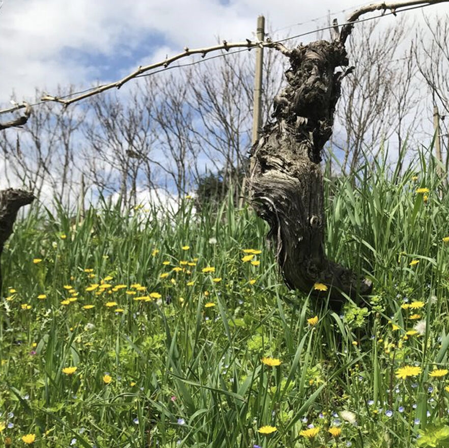 Vite storica di Nebbiolo da Barbaresco circondata da inerbimento spontaneo e fiori nei vigneti dell'azienda Montaribaldi.